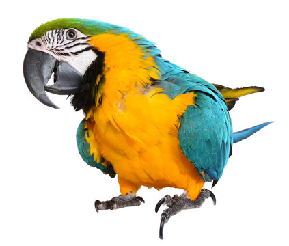 Fototapeta Blue and Gold Macaw