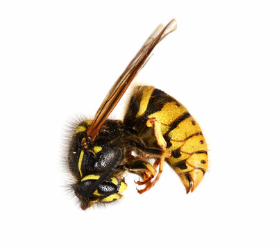 Dead Wasp. Wasp that has died of being sprayed with poison