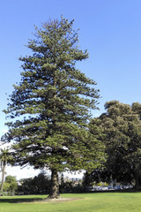 Fototapeta na wymiar Century old Norfolk Island Pine, Camarillo, CA