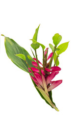 Alpinia purpurata Flowers