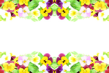 frame of the pansy