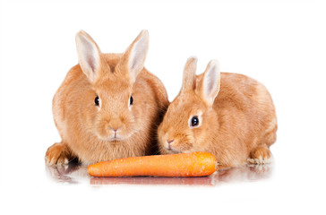 Two little dwarf rabbits with a carrot