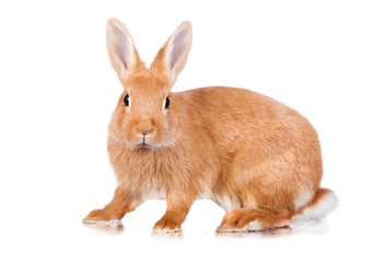 Red dwarf rabbit isolated on white