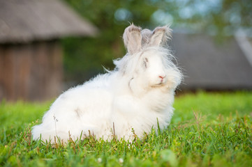 Beautiful fluffy white angora rabbit sitting outdoors in summer