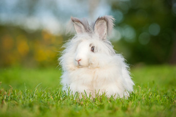 Beautiful fluffy white angora rabbit sitting outdoors in summer - obrazy, fototapety, plakaty