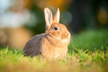 Red dwarf rabbit sitting in the grass