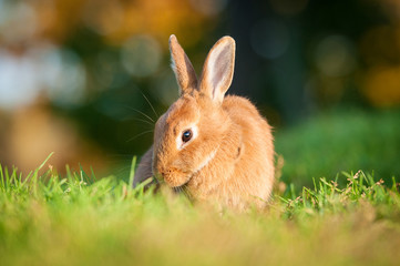 Red dwarf rabbit eating grass outdoors