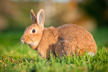 Red dwarf rabbit outdoors
