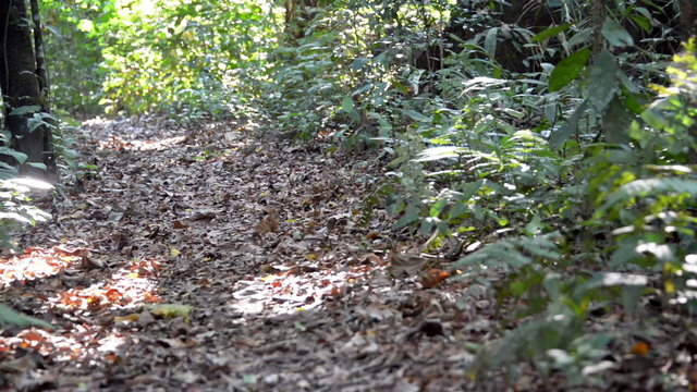 Tapir Running in a Jungle