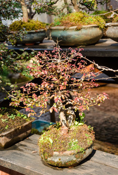 Bonsai tree in garden at doi Ang Khang,Thailand