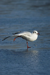 Black-headed Gull, Chroicocephalus ridibundus
