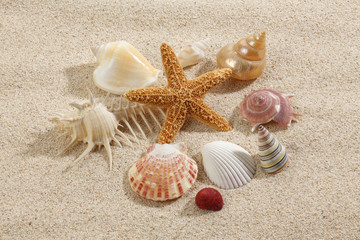 Fototapeta na wymiar Starfish & Shells on Beach Sand
