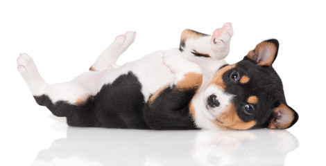 adorable basenji puppy lying on his back