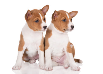two red basenji puppies