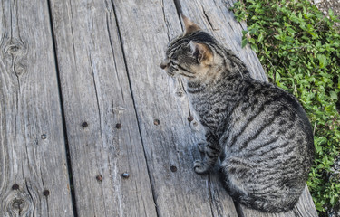 Gato