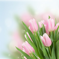 Fototapeta premium close up of pink tulips