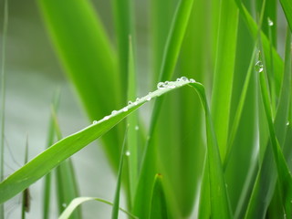 Water droplets on green grass