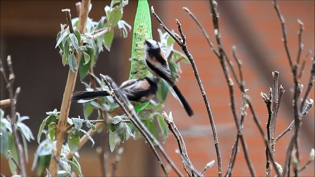 Schwanzmeisen picken futter an futterstange 