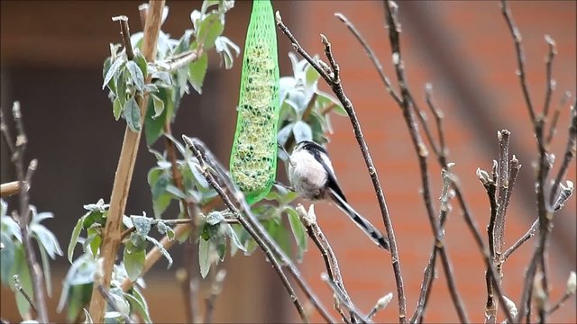 Schwanzmeisen picken futter an futterstange 
