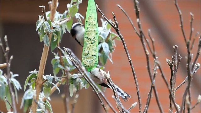 Schwanzmeisen picken futter an futterstange 