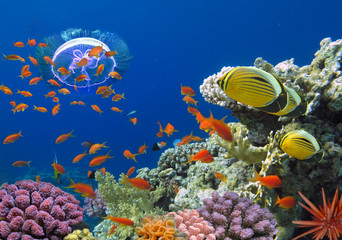 Panele Szklane Podświetlane  Koral i ryby w Morzu Czerwonym. Egipt