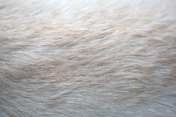 Close up puppy Lab Dog fur textures