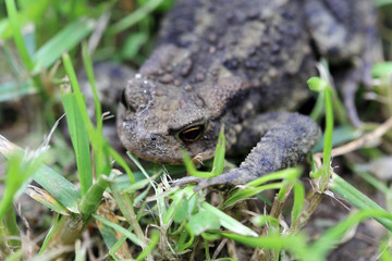Little Toad in the Nature