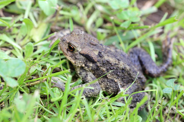 Little Toad in the Nature
