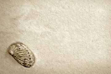 vintage shell  - illustration based on own photo image