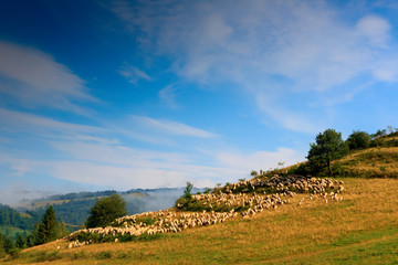Pienińskie Owce © Wojciech Lisiński