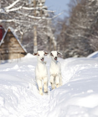 Two white baby goats © Alexey Kuznetsov