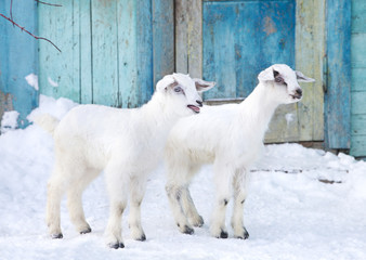 Fototapeta na wymiar baby goats in the farm