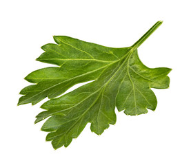 Branch of fresh parsley isolated on white