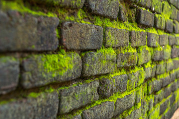 Green Moss Wall
