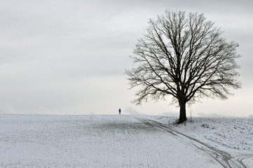 Baum und Spaziergänger