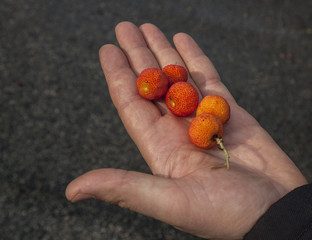 Wild Strawberry