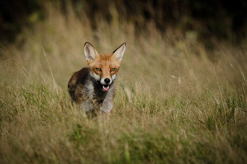 Hunting Red Fox