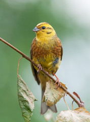 Yellowhammer