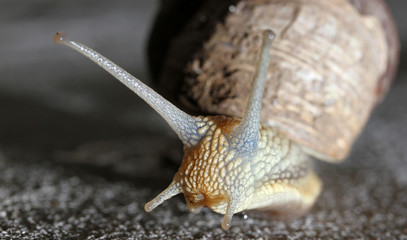 Snail