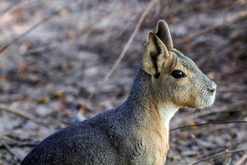 A head of mara in a zoological park in Crimea