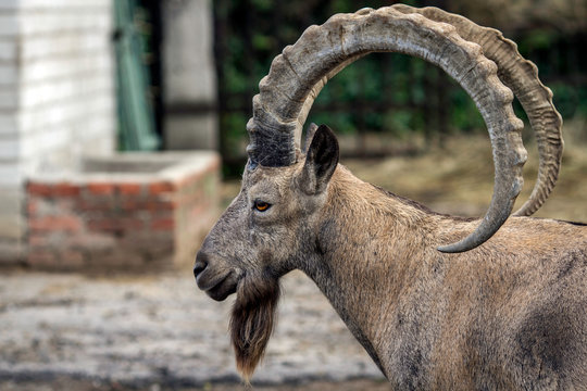 Head of the mountain ram in profile at the zoo in Ukraine