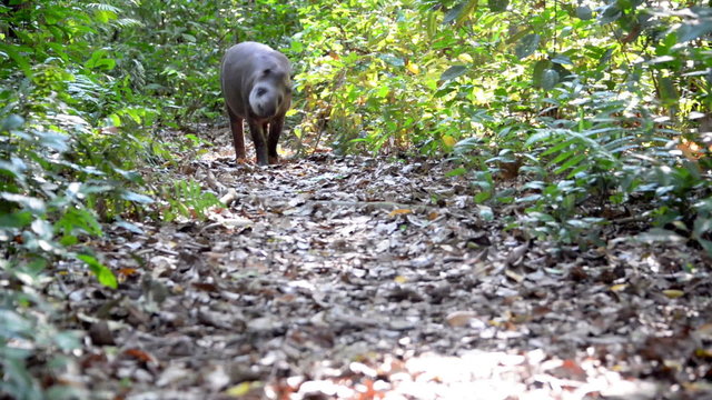 Tapir Walking through a Jungle