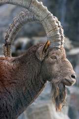 Nubian Ibex