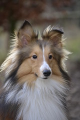 Sheltie