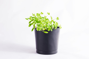 Little plant in a black  pot. Isolated on white background