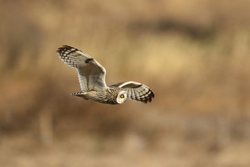 Short-eared Owl (Asio flammeus) in Japan