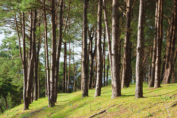 Pines growing on the grassy knoll.