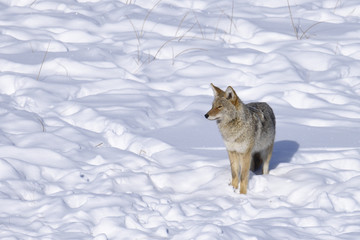 Winter Snow coyote