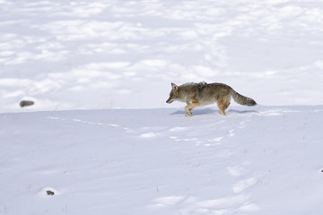 Winter Snow coyote
