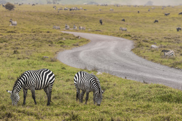 Obraz na płótnie Canvas Zebras in Ngorongoro conservation area, Tanzania